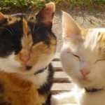 Illustration du profil de Patou